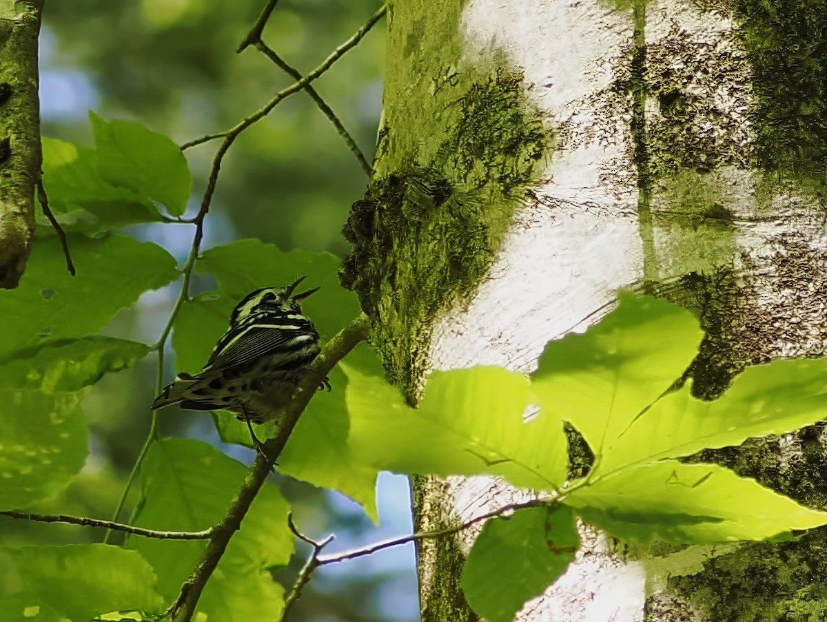 Black-and-white Warbler - ML657488016