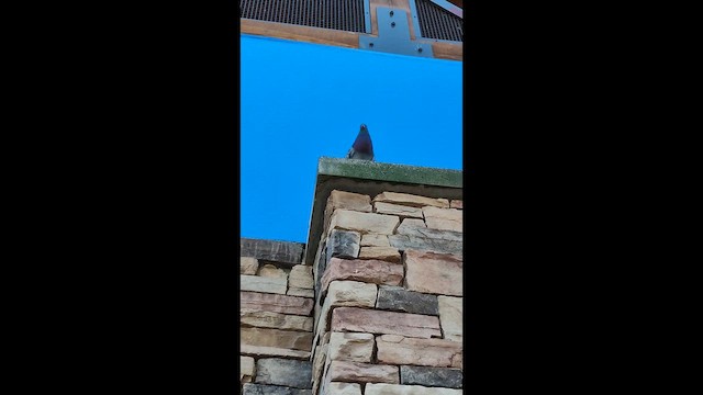 Сизый голубь (Одомашненного типа) - ML657488532