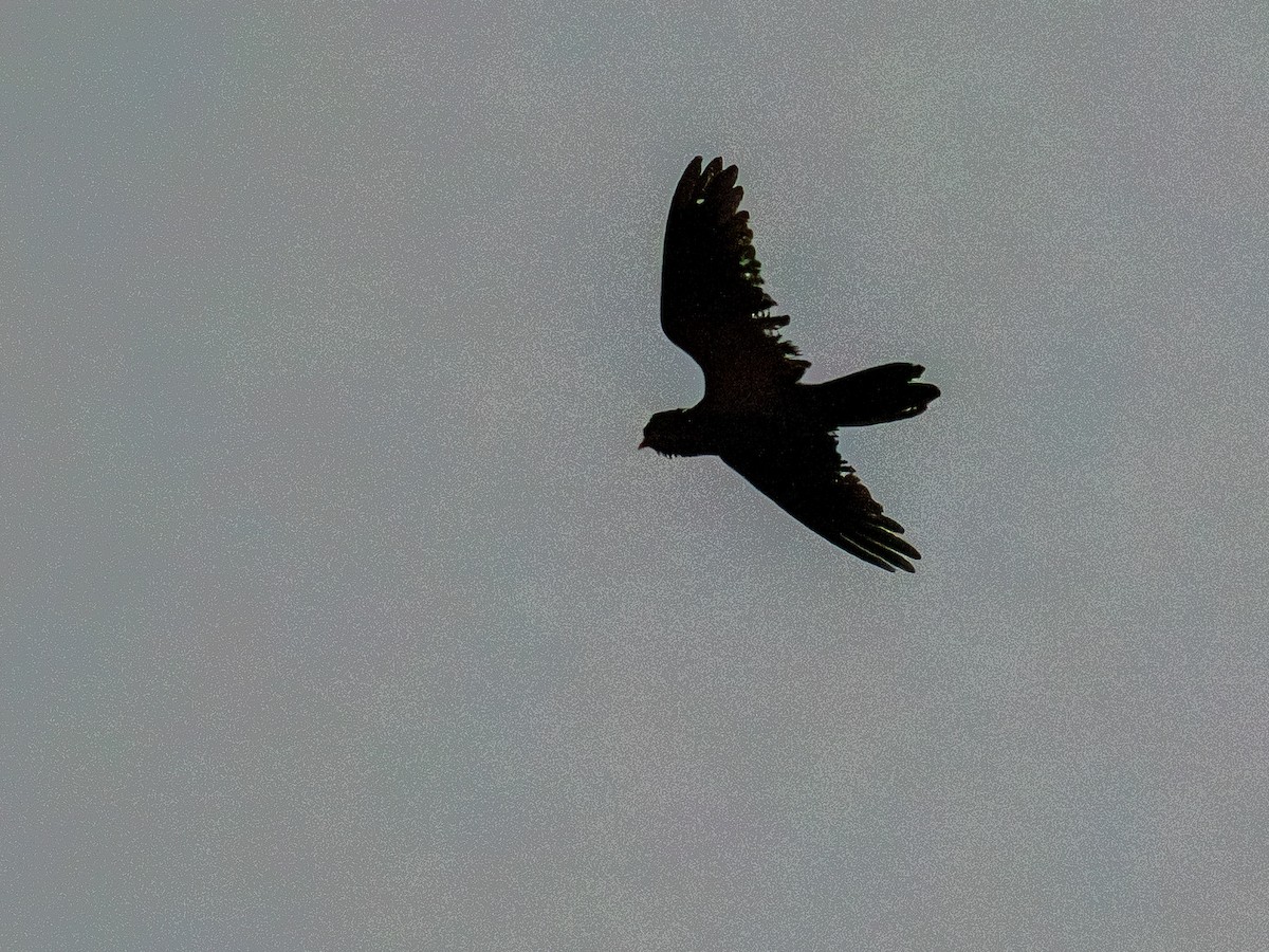 Malaysian Eared-Nightjar - ML657489081