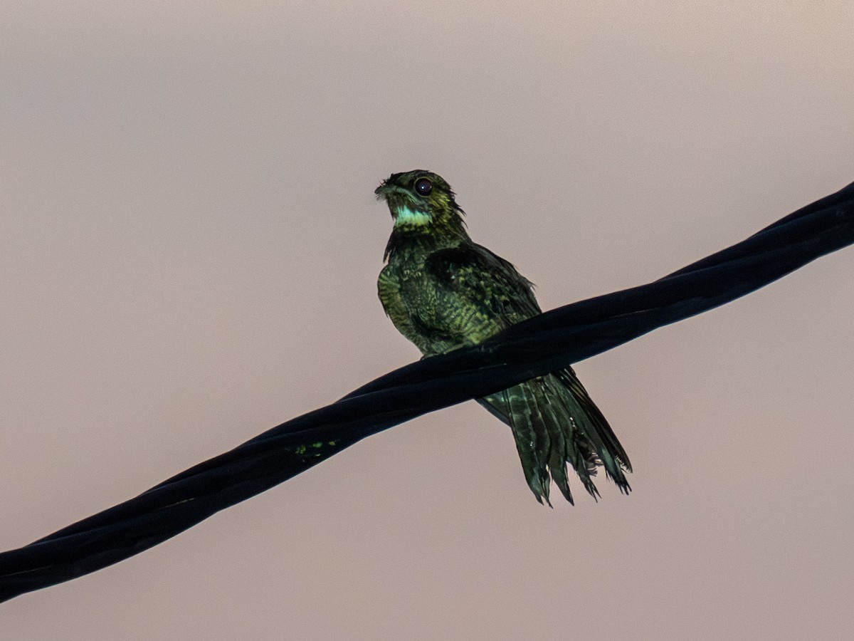 Large-tailed Nightjar - ML657489119