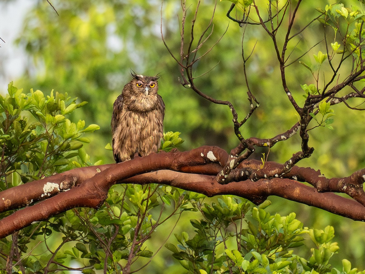 Dusky Eagle-Owl - ML657489235
