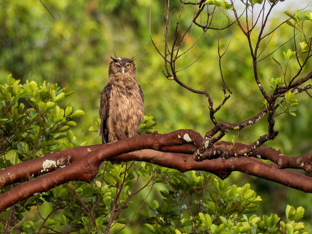 Dusky Eagle-Owl - ML657489236