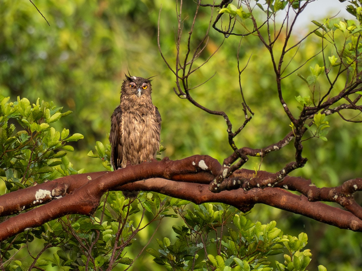 Dusky Eagle-Owl - ML657489237