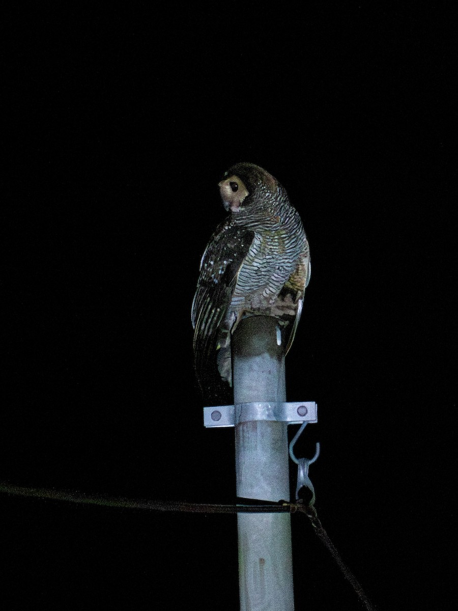 Spotted Wood-Owl - ML657489246