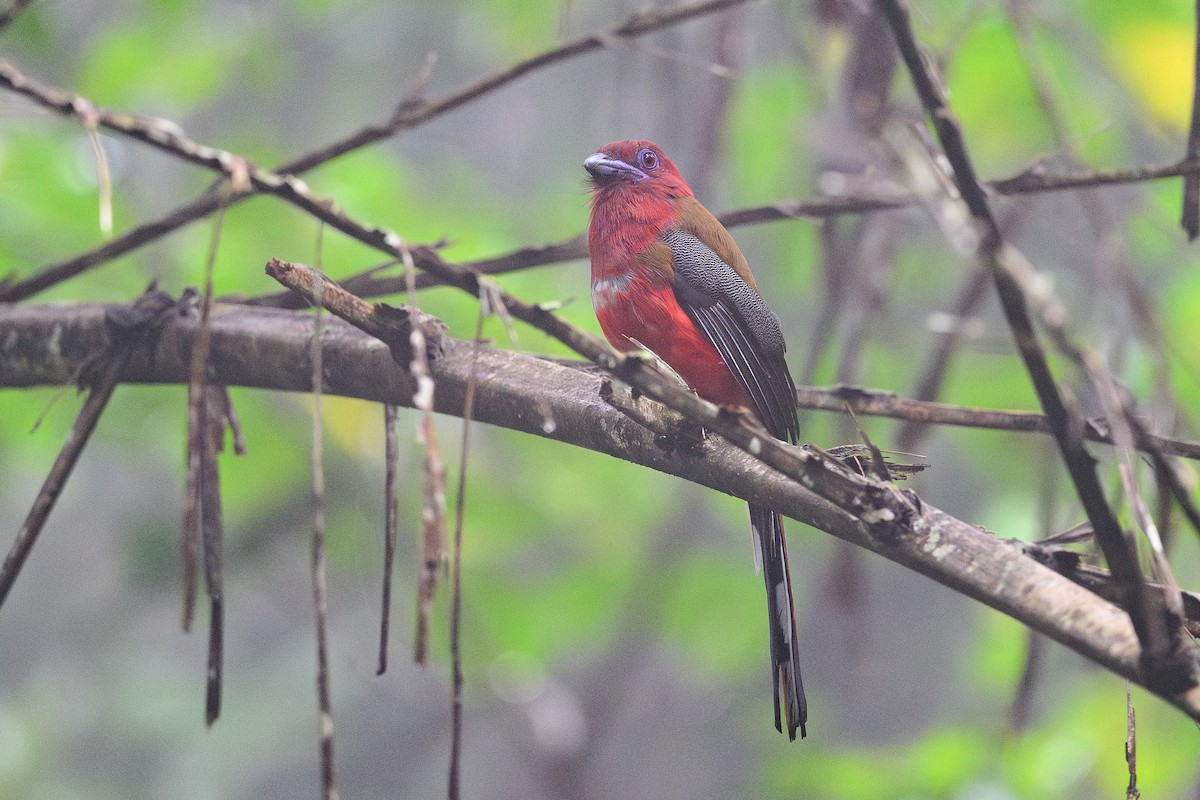 Red-headed Trogon - ML657490143