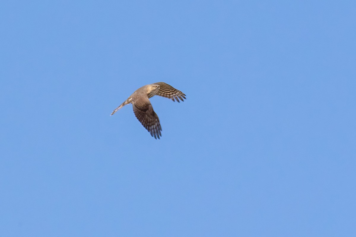Sharp-shinned Hawk - ML657490542
