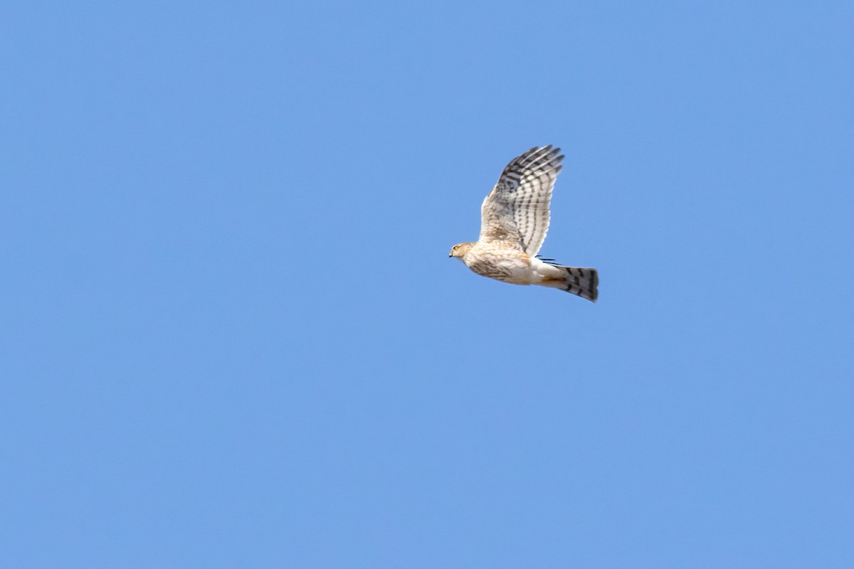Sharp-shinned Hawk - ML657490543
