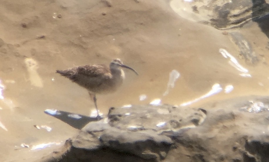 Whimbrel - Alex Wiebe