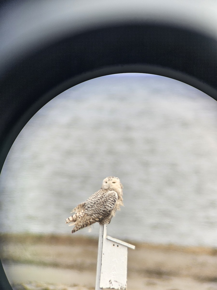 Snowy Owl - Bubo scandiacus - Media Search - Macaulay Library and eBird