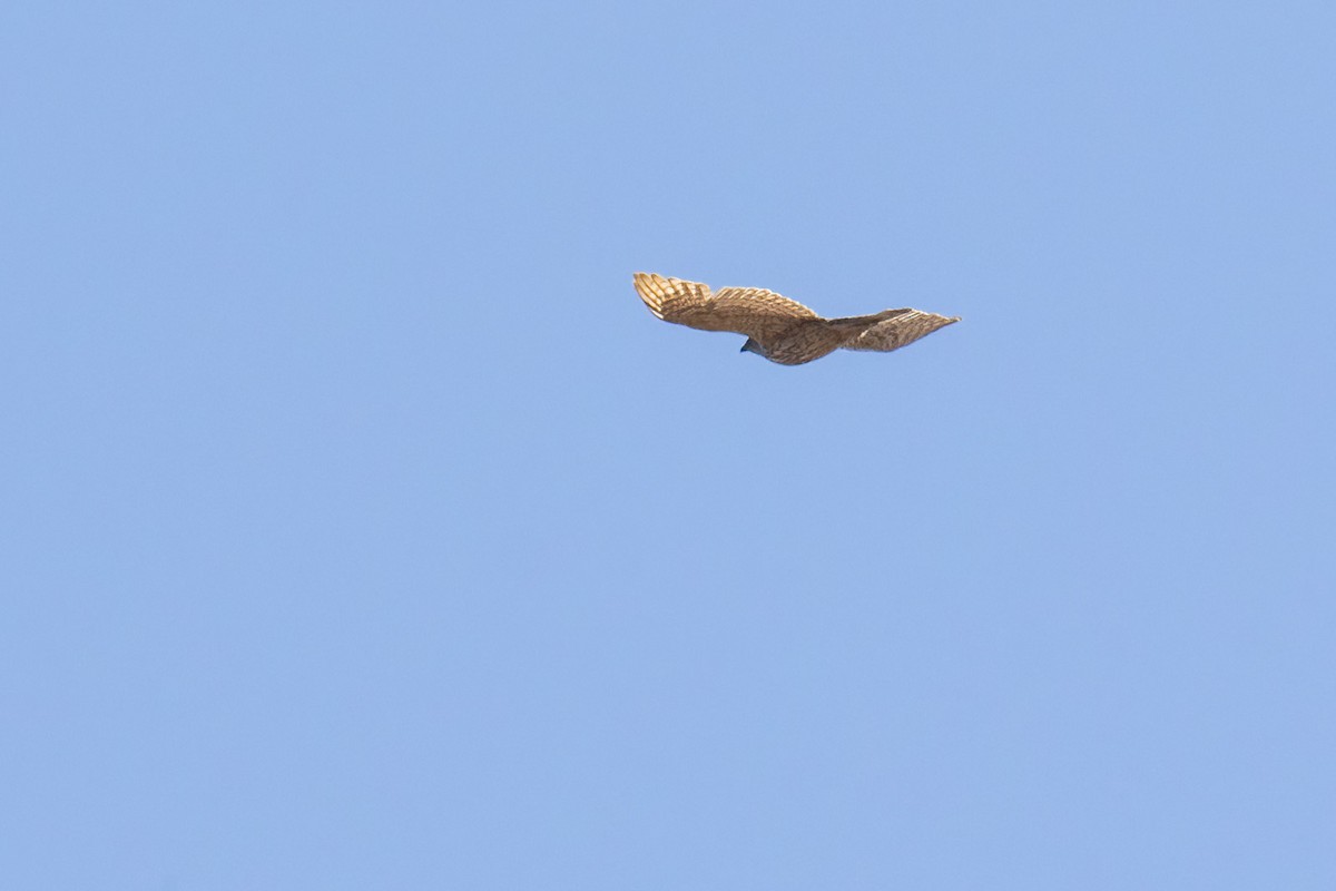 American Goshawk - ML657491564