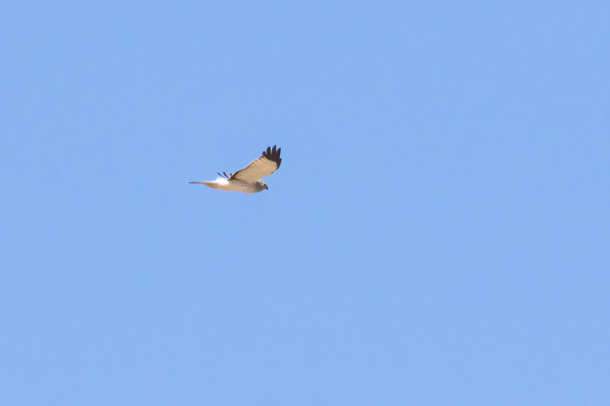 זרון אמריקני - ML657491732