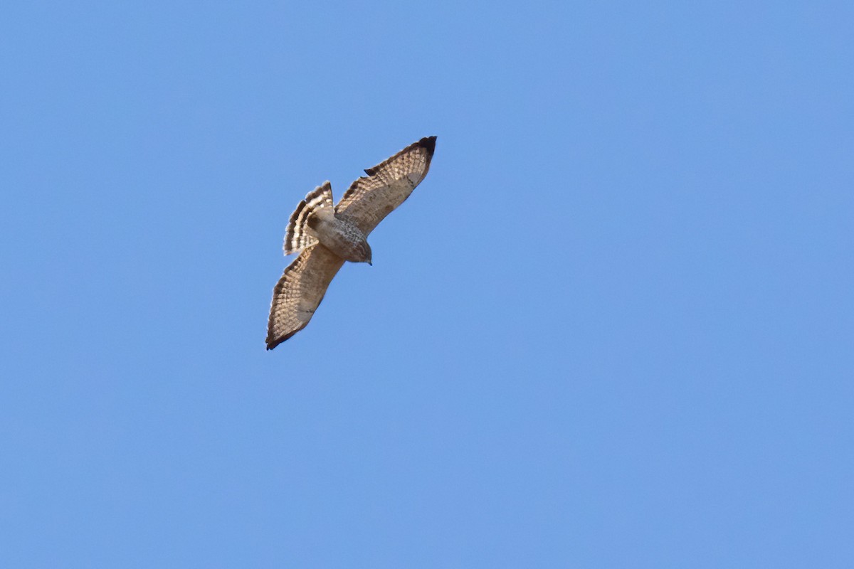 Broad-winged Hawk - ML657491828