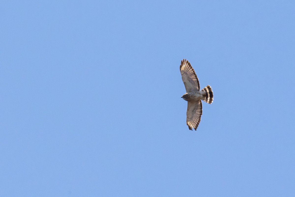 Broad-winged Hawk - ML657491829