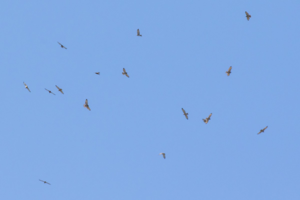 Broad-winged Hawk - ML657491830
