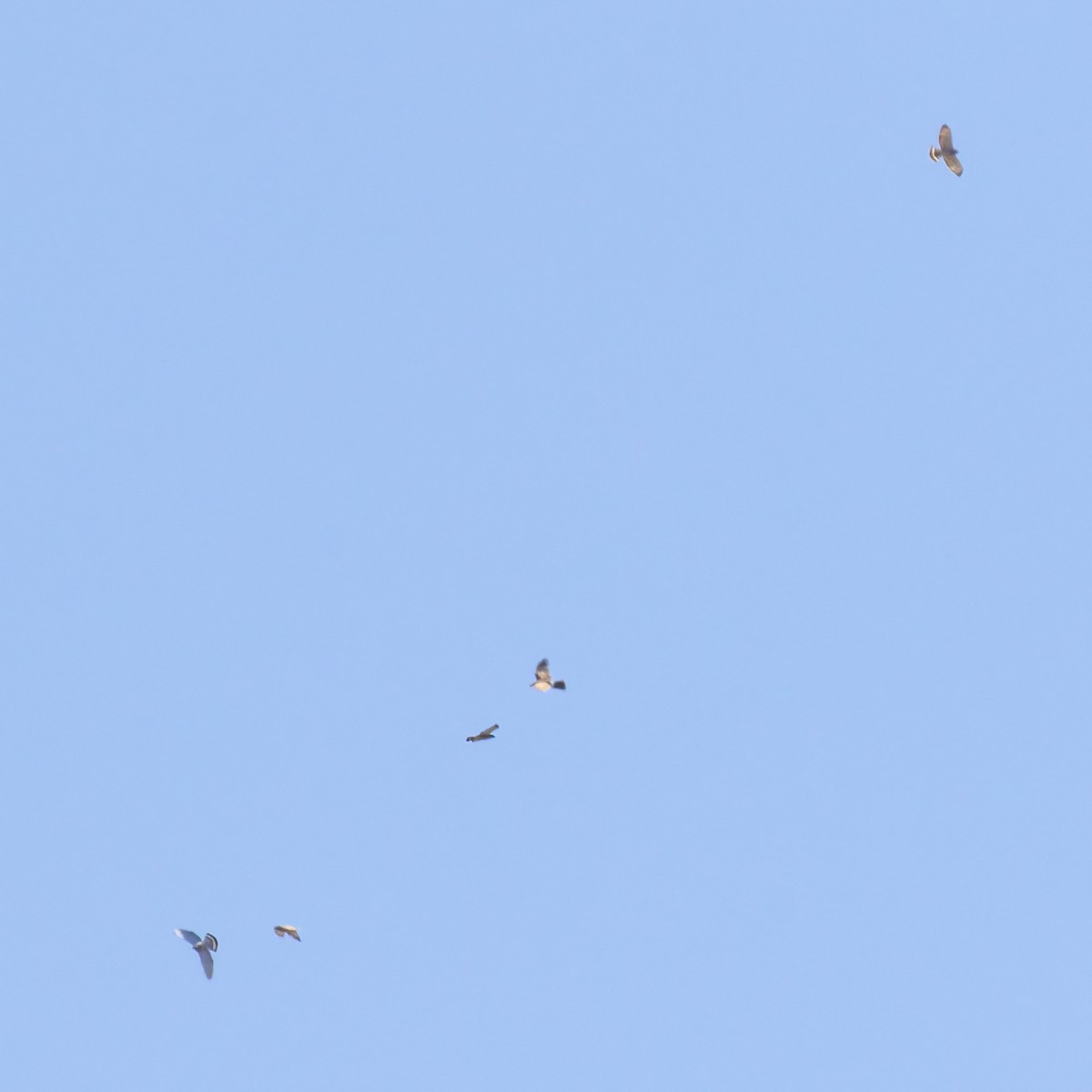 Broad-winged Hawk - ML657491831