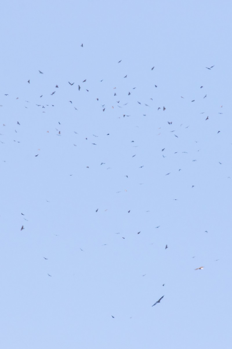Broad-winged Hawk - ML657491834