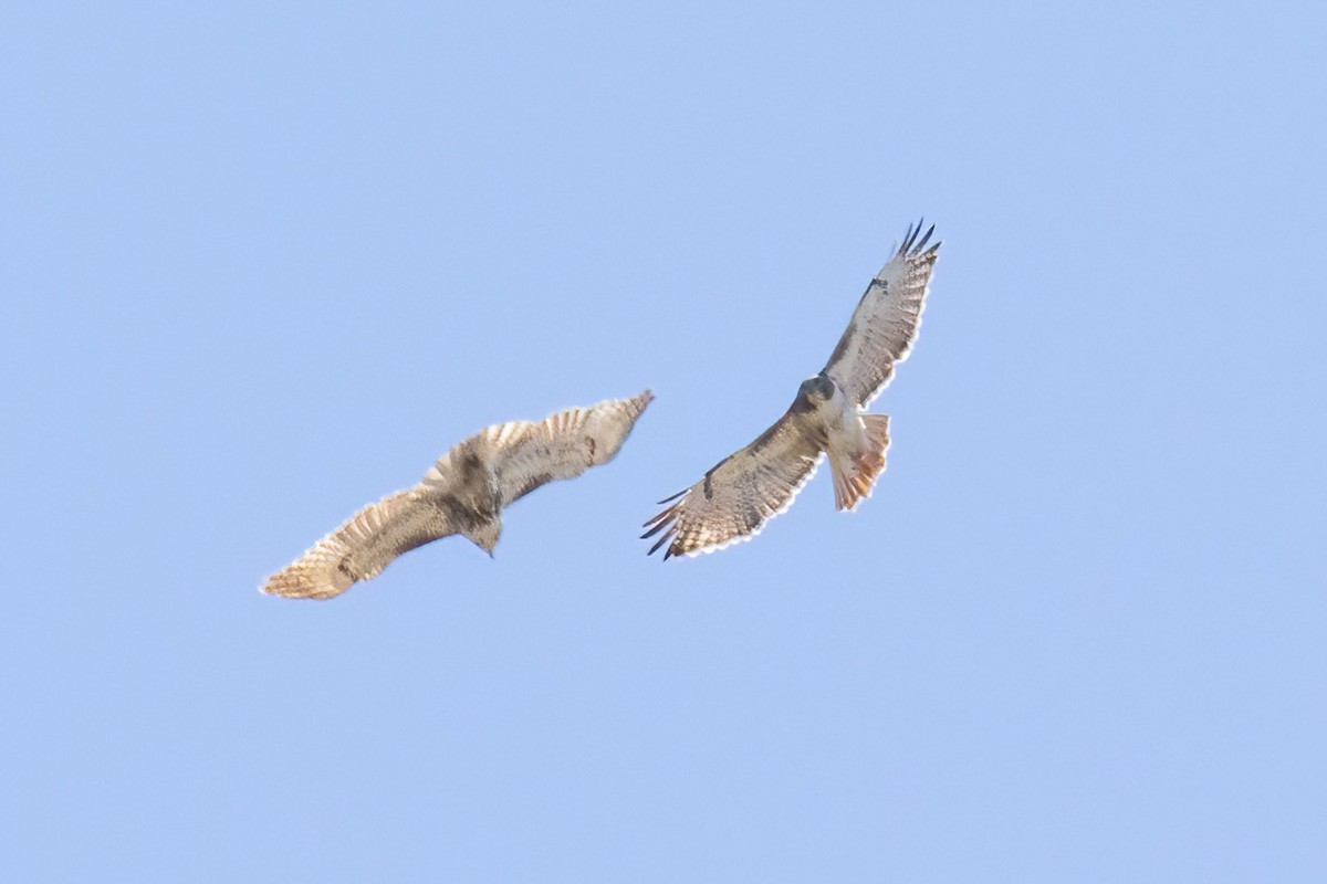 Red-tailed Hawk - ML657491861