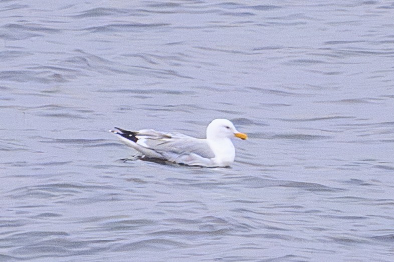 goéland sp. (Larus sp.) - ML657492009