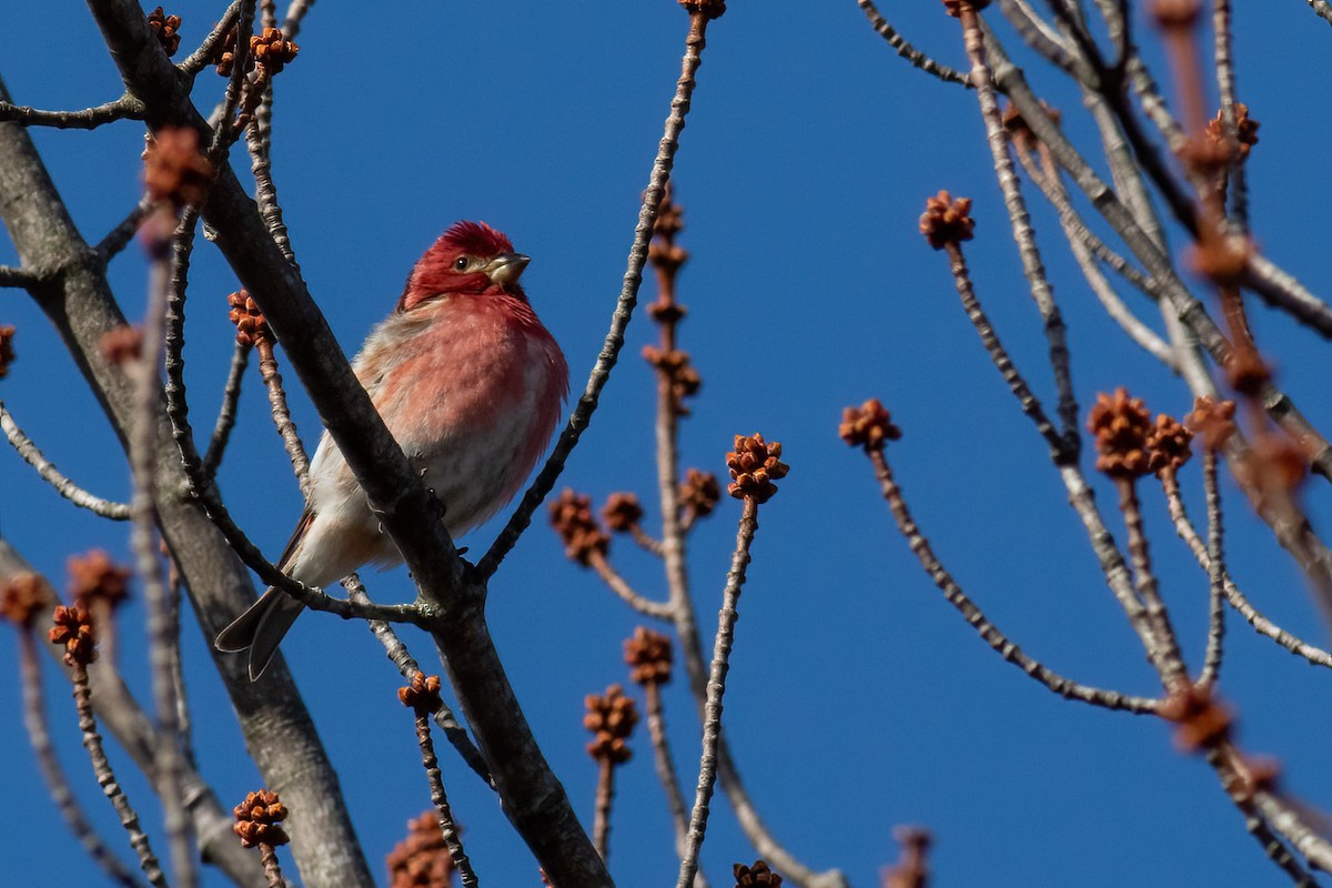 Purple Finch - ML657492048