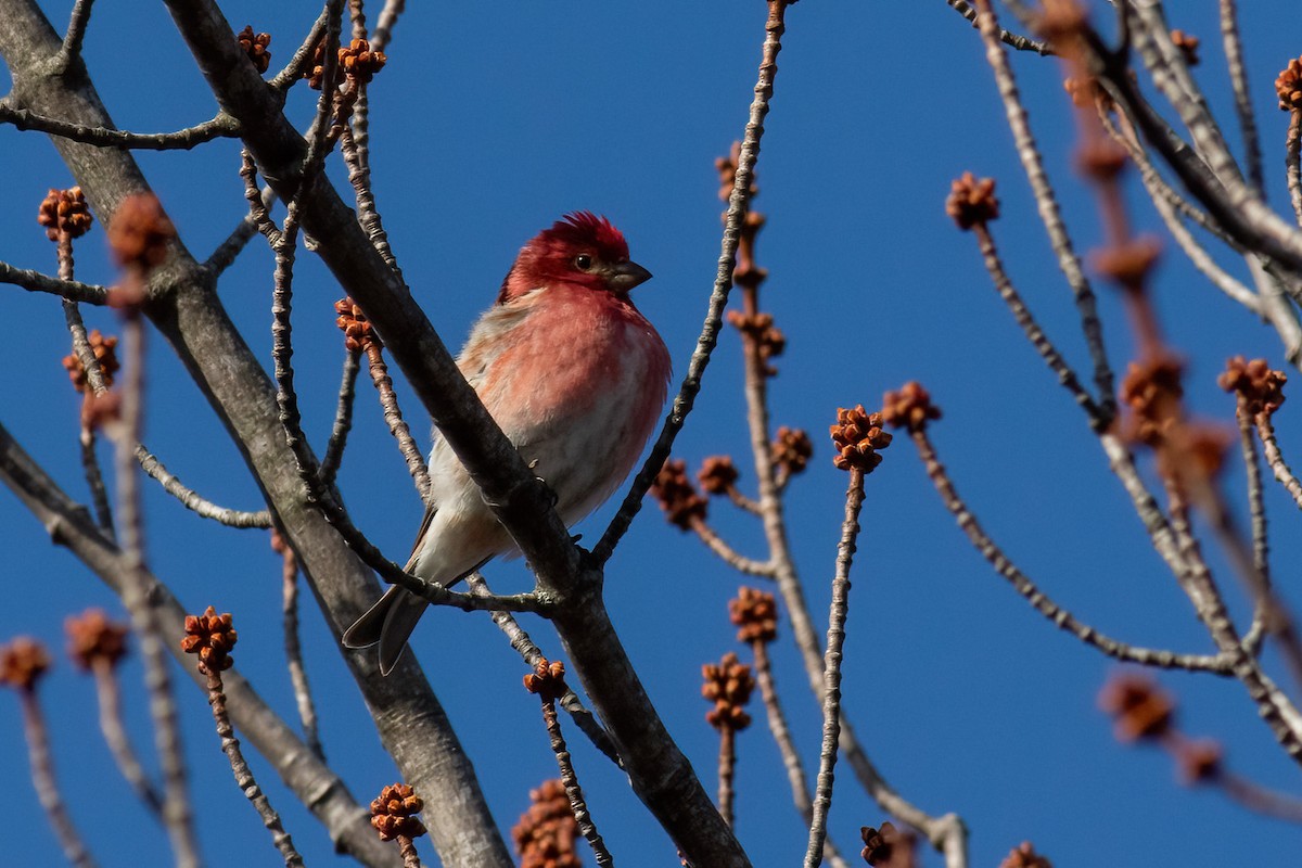 Purple Finch - ML657492049