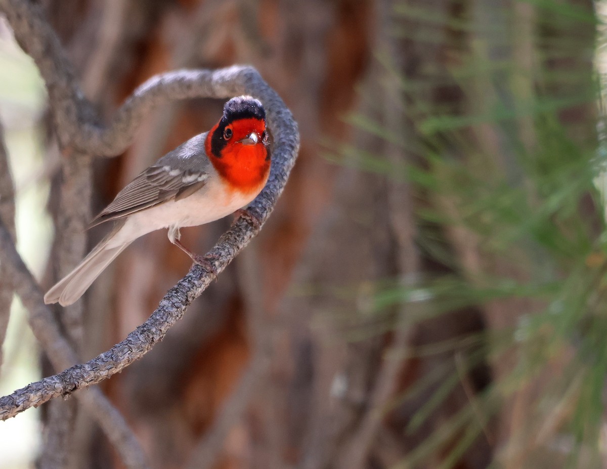 Red-faced Warbler - ML657492063