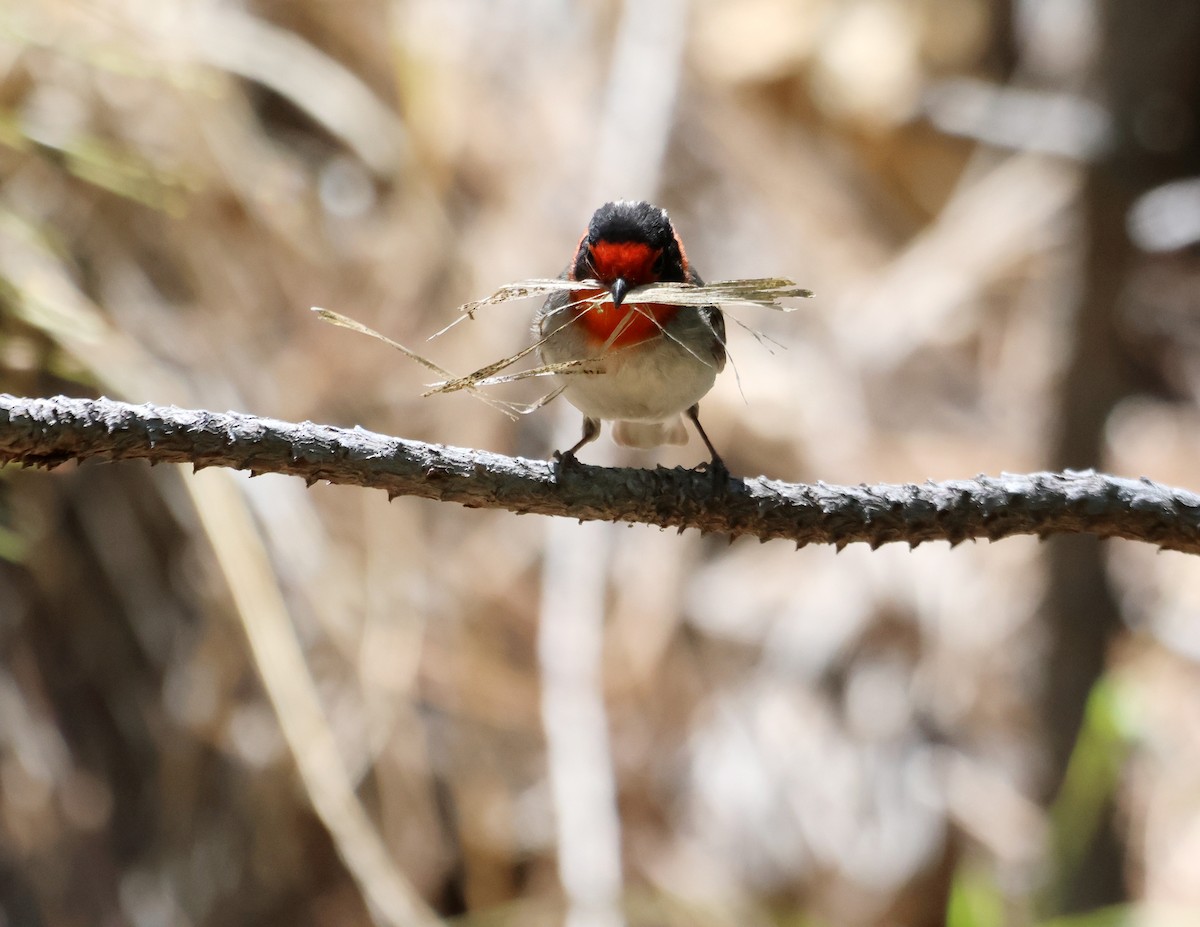 Red-faced Warbler - ML657492064