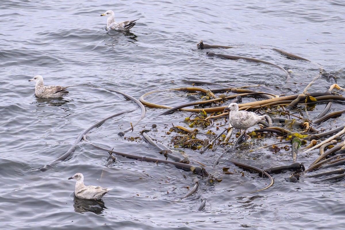 goéland sp. (Larus sp.) - ML657492207