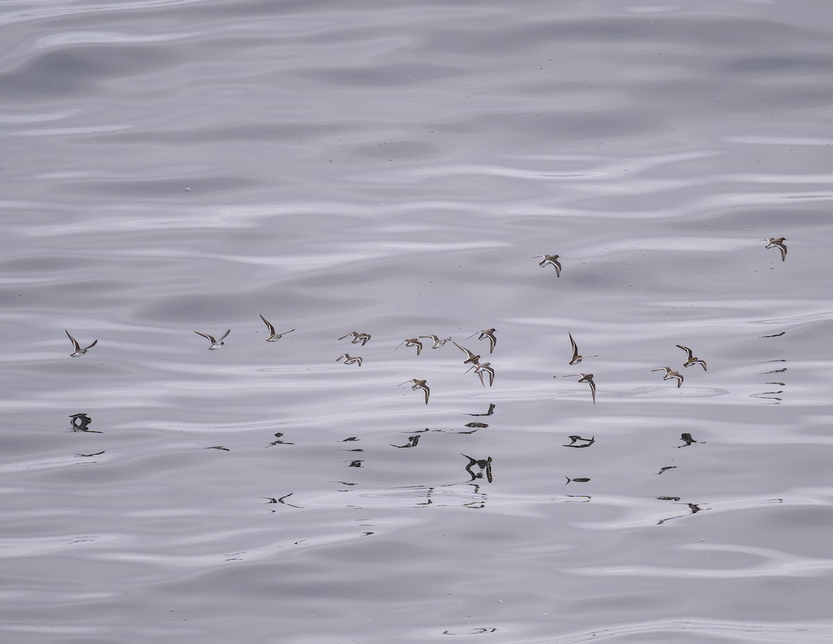 Phalarope à bec étroit - ML657492353