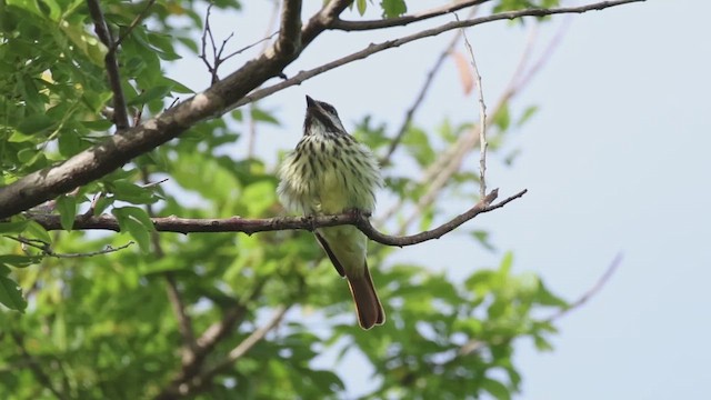 Sulphur-bellied Flycatcher - ML657492492