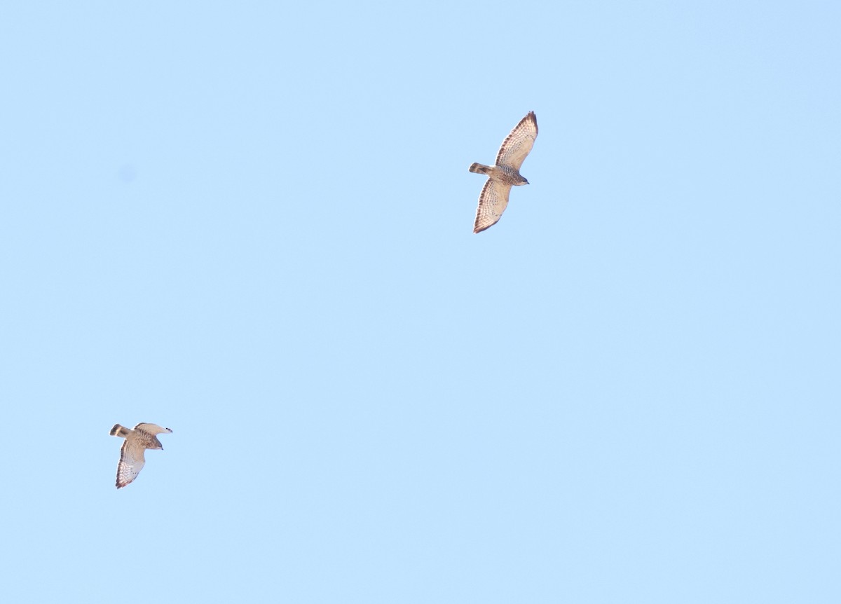 Broad-winged Hawk - ML657493745