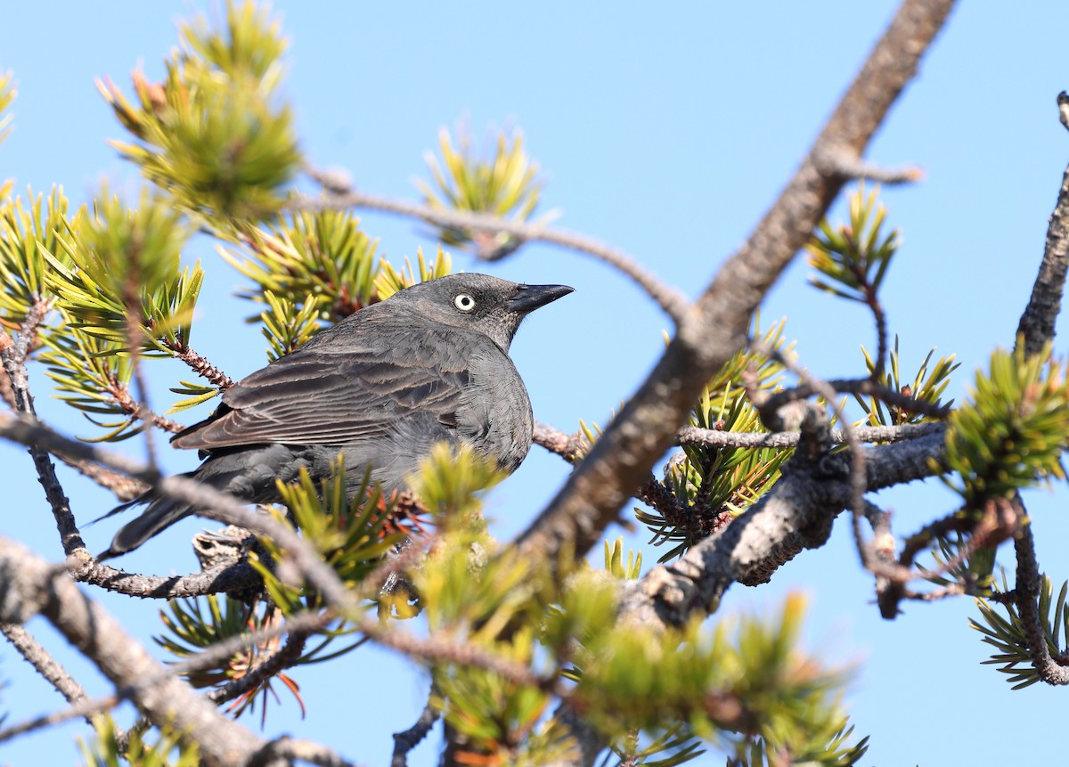 Brewer's Blackbird - ML657493749