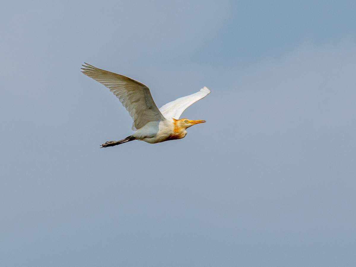 Eastern Cattle-Egret - ML657494478