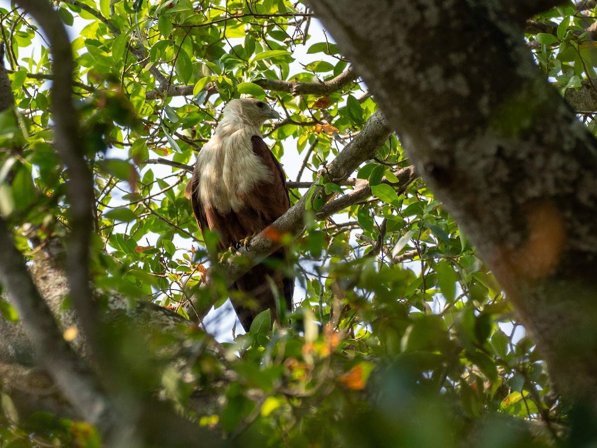Brahminy Kite - ML657494597