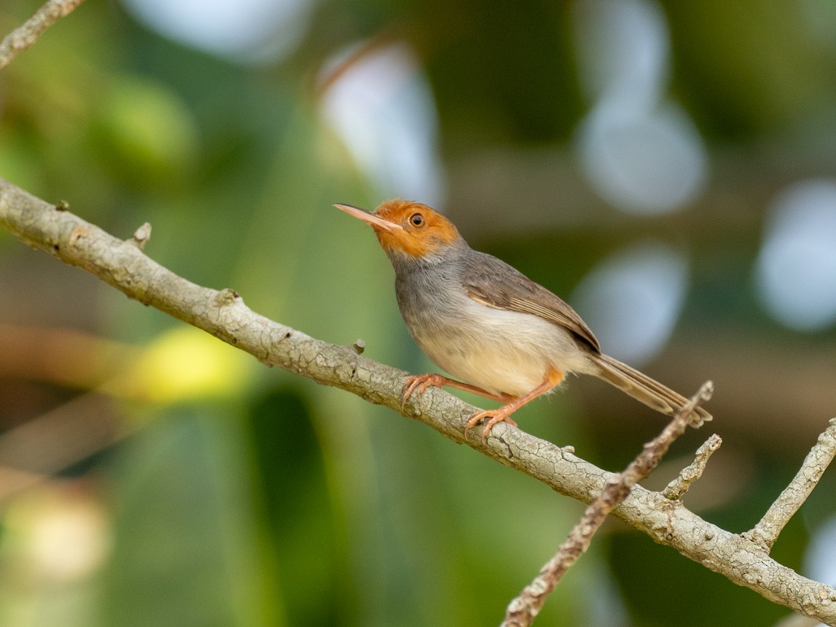 Ashy Tailorbird - ML657494608