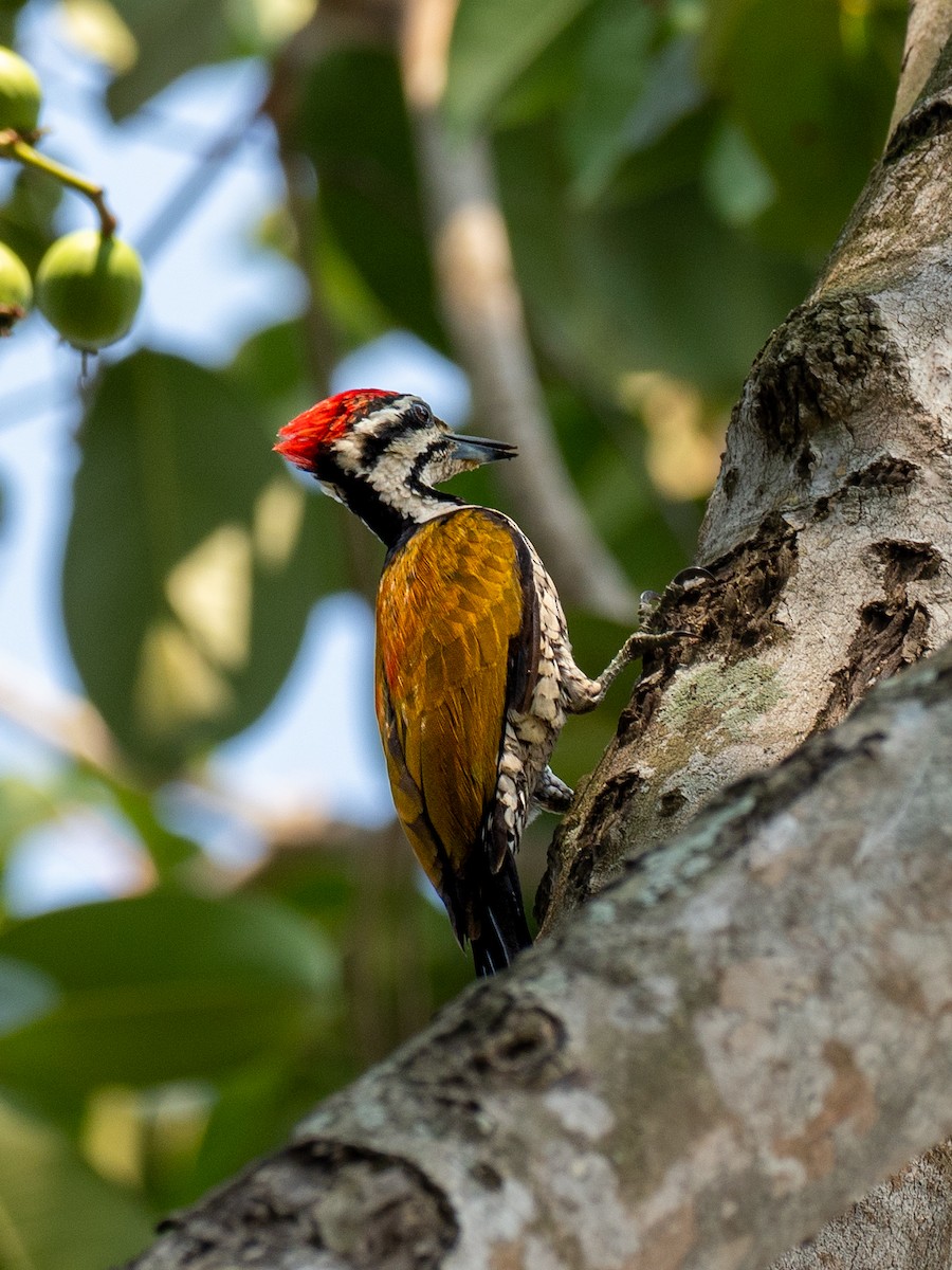 Common Flameback - ML657494614