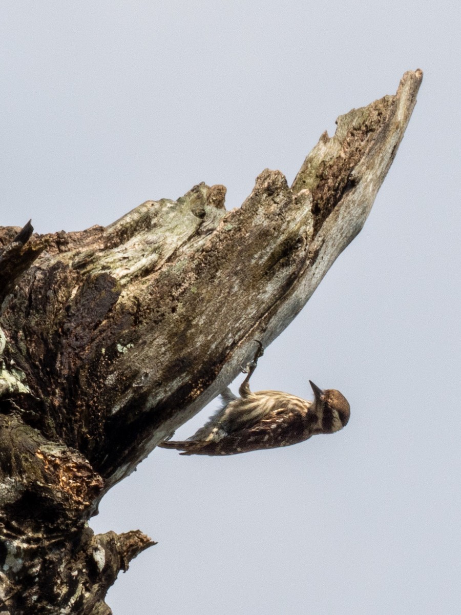Sunda Pygmy Woodpecker - ML657494635