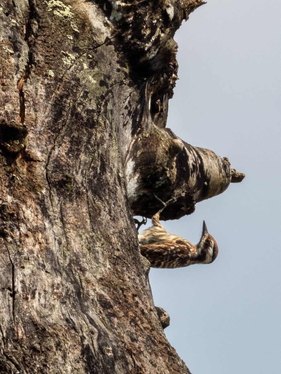 Sunda Pygmy Woodpecker - ML657494636