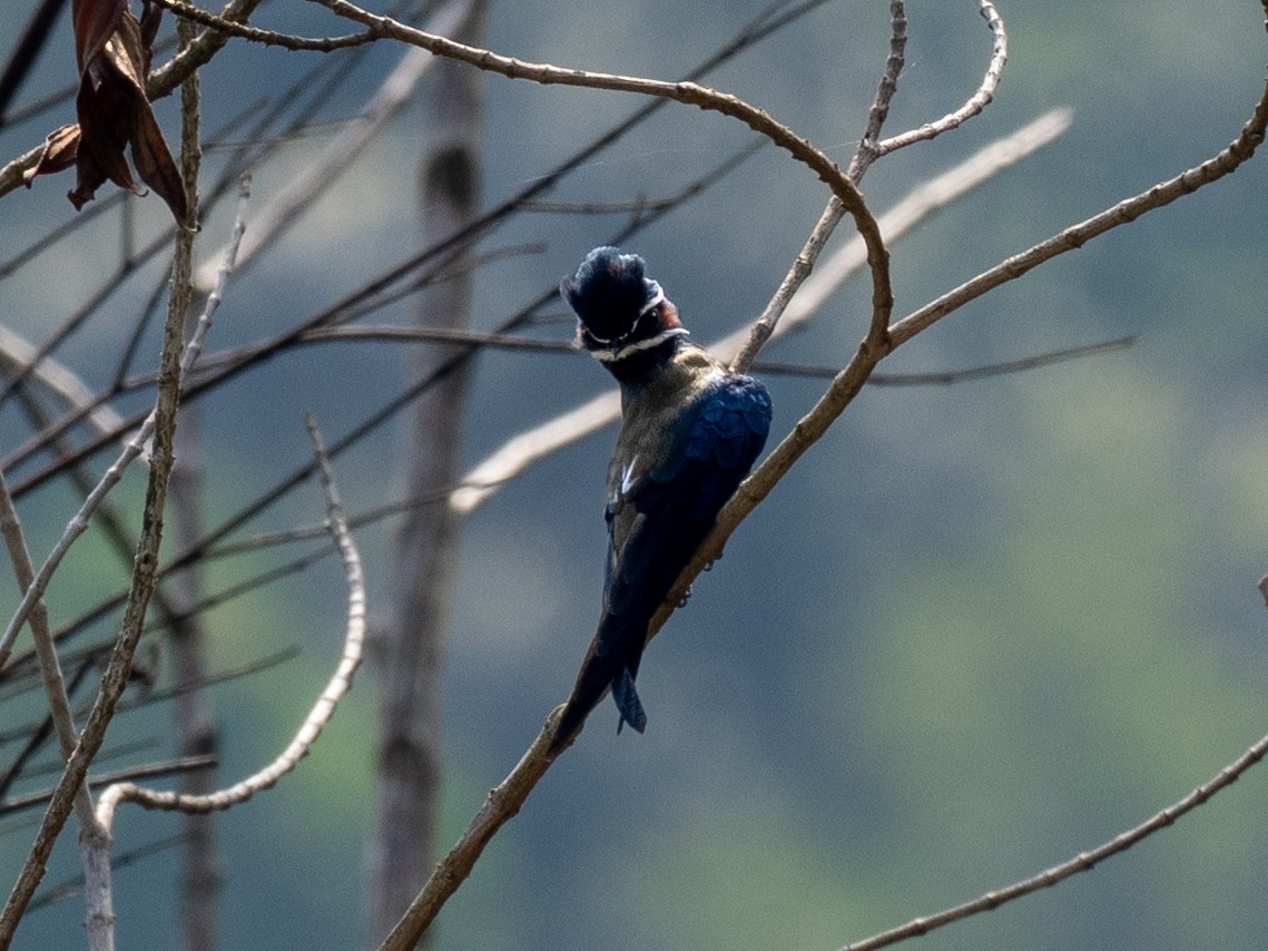 Whiskered Treeswift - ML657494694