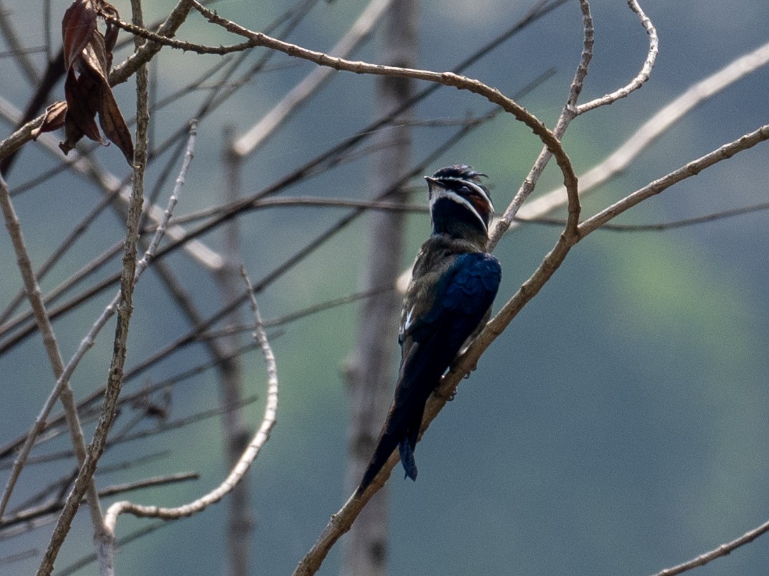 Whiskered Treeswift - ML657494695