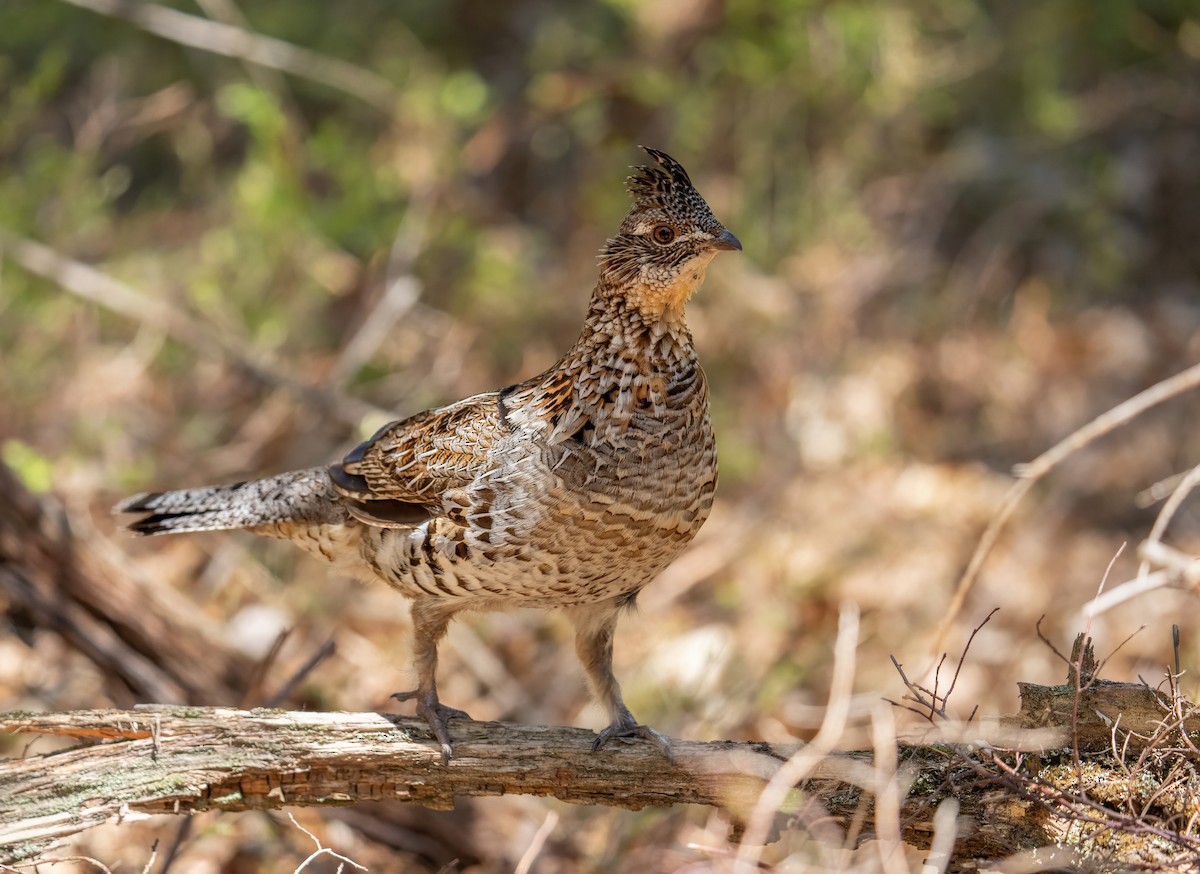 Ruffed Grouse - ML657494700
