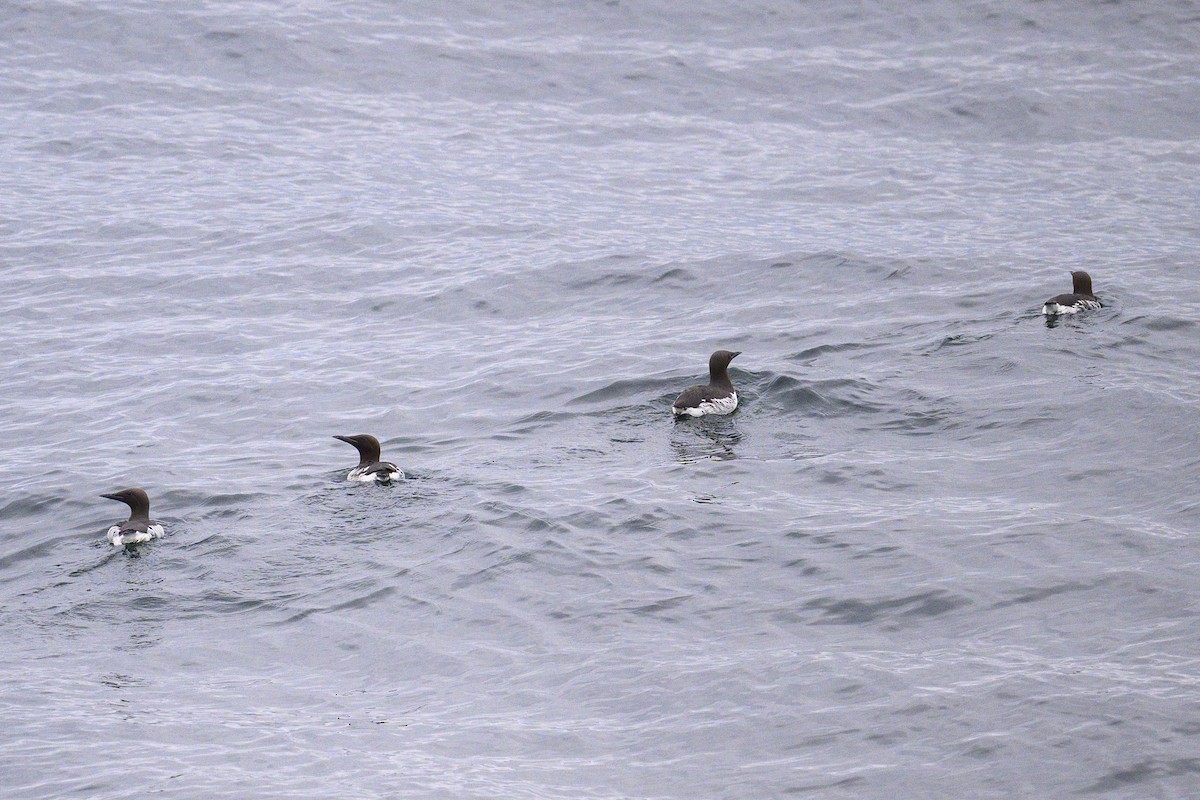 Guillemot marmette - ML657494846