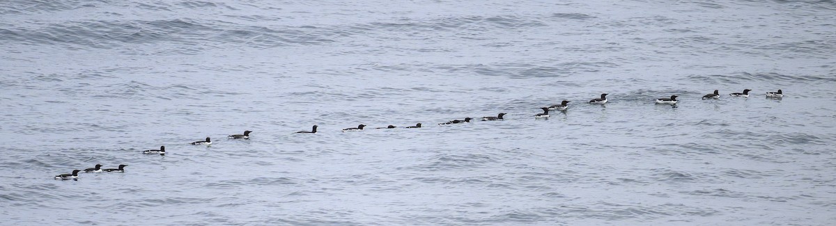 Guillemot marmette - ML657494847