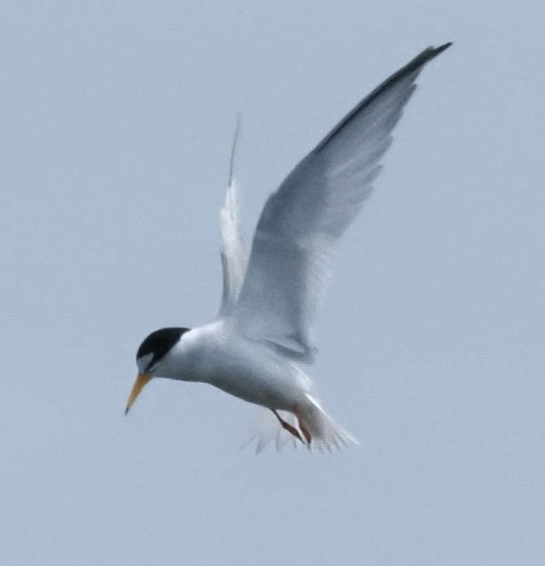 Least Tern - ML657495034