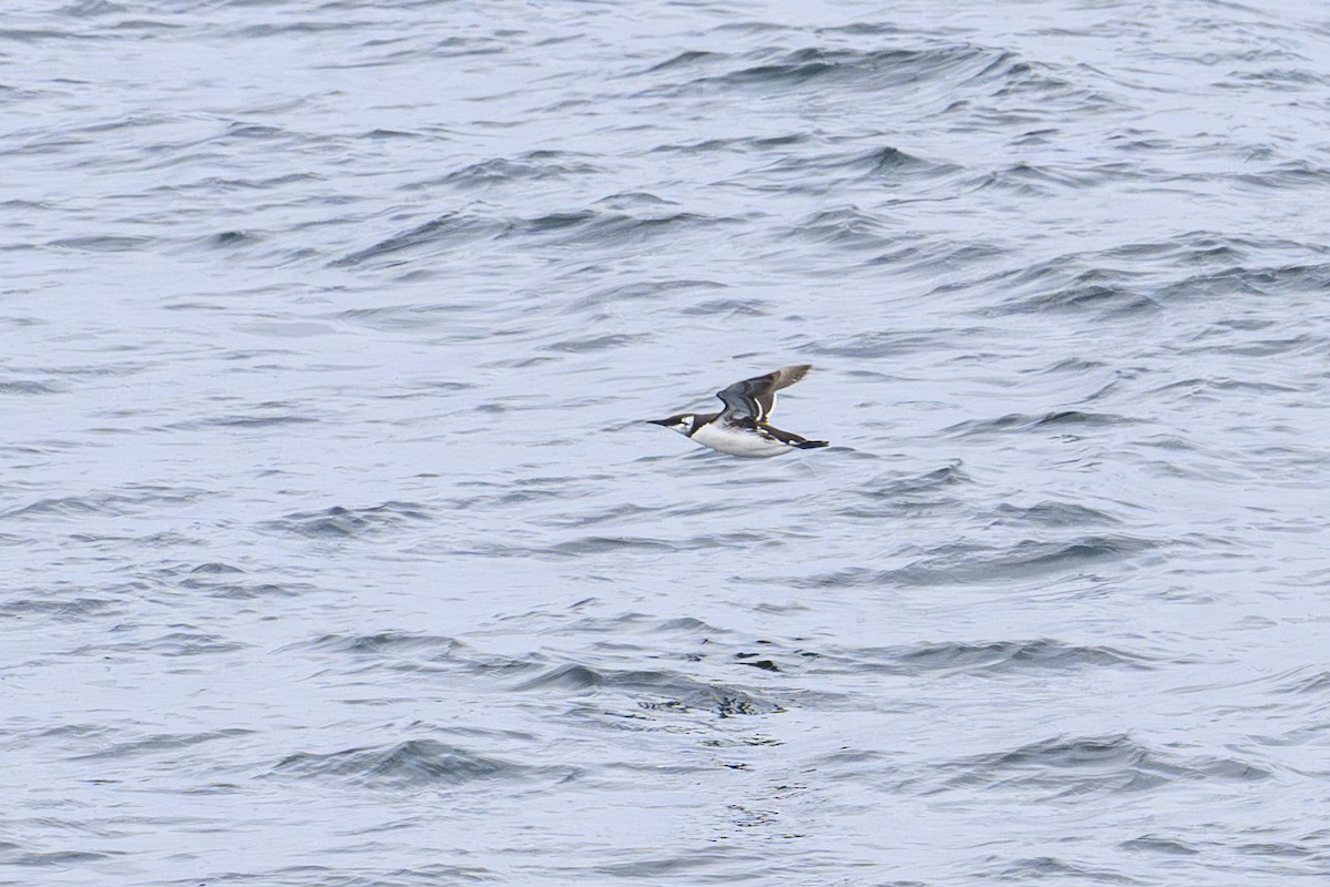 Guillemot marmette - ML657495235