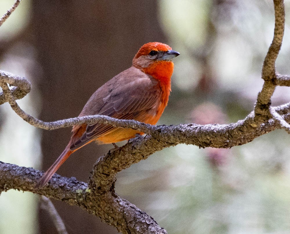 Hepatic Tanager - ML657495953