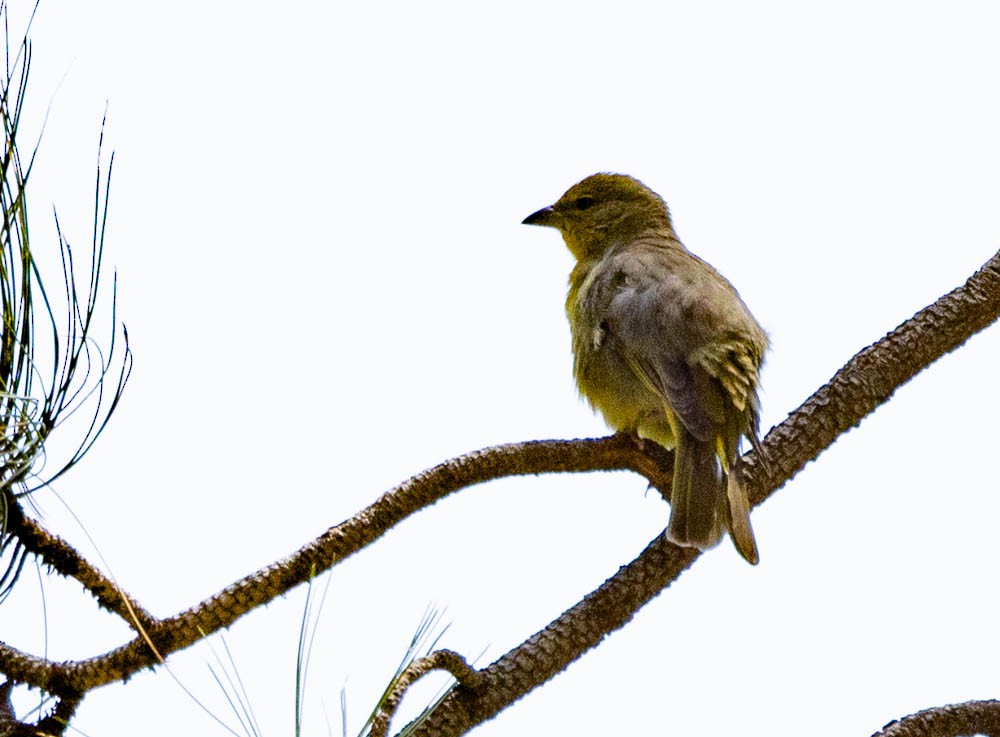 Hepatic Tanager - ML657495954