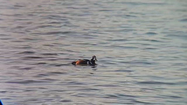 Harlequin Duck - ML657495974