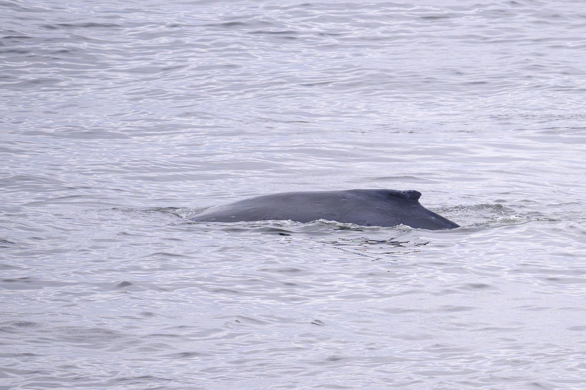 Baleine à bosse - ML657496114