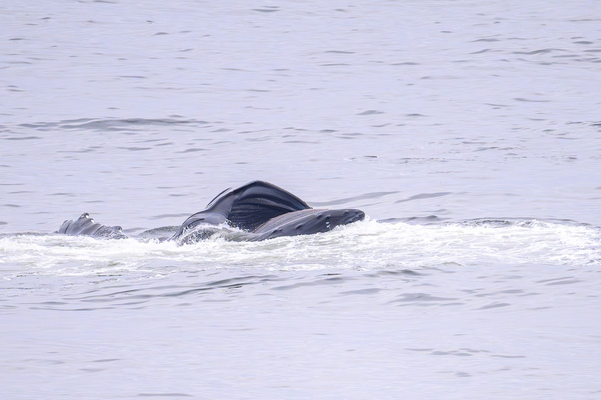 Baleine à bosse - ML657496153