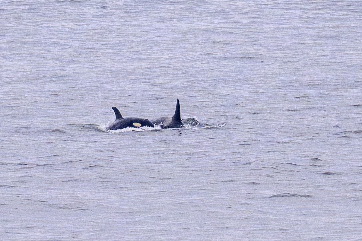 Resident Killer Whale - ML657496237